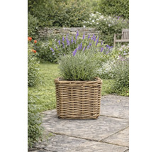 Lavendel in einem quadratischen Pflanzgefäß aus Rattan auf einer Steinterrasse in einem Garten.