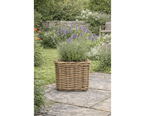 Lavendel in einem quadratischen Pflanzgefäß aus Rattan auf einer Steinterrasse in einem Garten.
