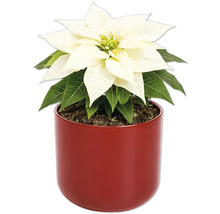 Weihnachtsstern in rotem Topf