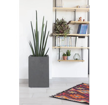 Scène d'intérieur avec une Sansevieria cylindrica dans un pot gris et une étagère à livres