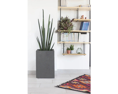 Scène d'intérieur avec une Sansevieria cylindrica dans un pot gris et une étagère à livres