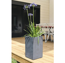 Agapanthe dans un pot gris en forme de cube sur une terrasse en bois