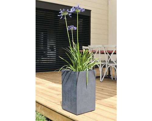 Agapanthe dans un pot gris en forme de cube sur une terrasse en bois