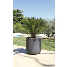 Pflanzgefäss mit Zierpflanze im Aussenbereich