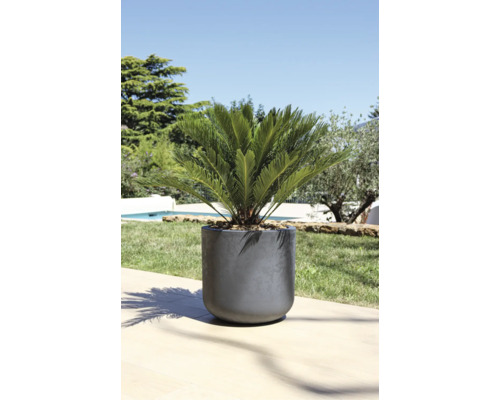 Pflanzgefäss mit Zierpflanze im Aussenbereich