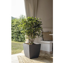 L'image montre un arbuste dans un pot de fleurs sombre, posé sur un tapis à l'extérieur.