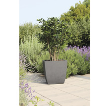 Dans le jardin, un arbre se trouve dans un bac à fleurs gris.