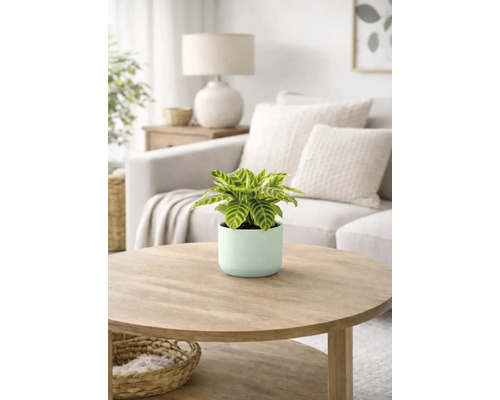 Zimmerpflanze in einem Blumentopf auf einem Couchtisch in einem Wohnzimmer.