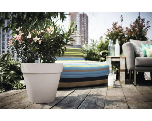 Scène de toit-terrasse avec plante en pot et mobilier de jardin