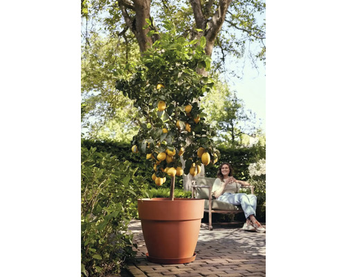Zitronenbaum im Topf im Garten, Frau sitzt im Hintergrund