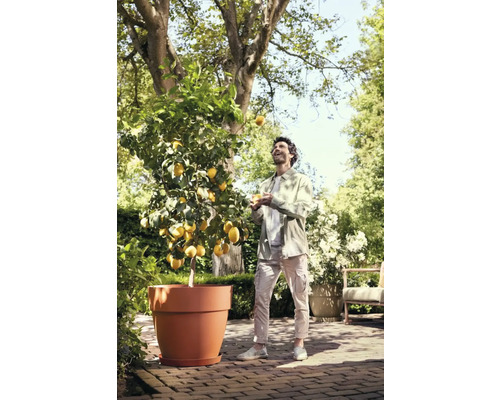 Mann jongliert mit Zitronen neben Zitronenbaum im Topf im Garten.