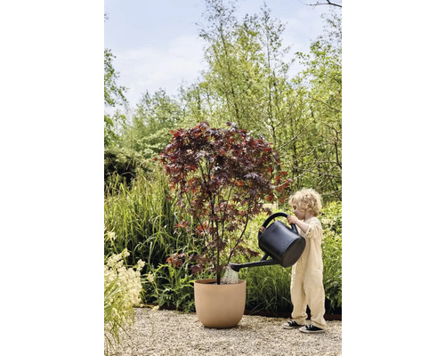 Un enfant arrose un érable japonais en pot avec un arrosoir dans le jardin.