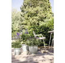 Szene im Garten mit Blumen in Pflanzgefäßen auf einer Holzterrasse