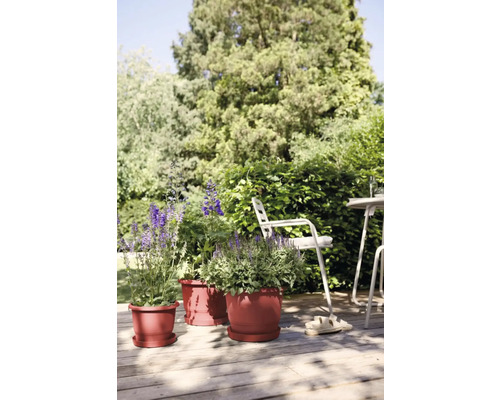 Drei Pflanzgefäße mit Pflanzen auf einer Terrasse