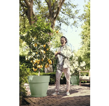 Un homme jongle avec des citrons à côté d'un citronnier en pot à l'extérieur.