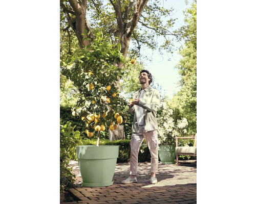 Un homme jongle avec des citrons à côté d'un citronnier en pot à l'extérieur.