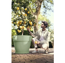 Homme regardant un citronnier dans un pot de fleurs dans le jardin.