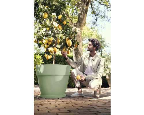 Homme regardant un citronnier dans un pot de fleurs dans le jardin.