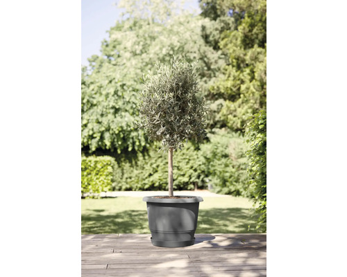 Olivier en pot pour le jardin