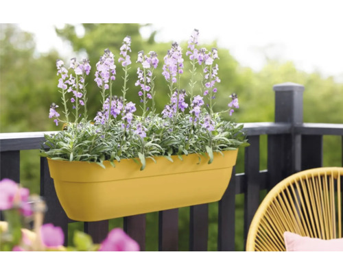 Gelber Blumenkasten mit lila blühenden Pflanzen auf einem Balkon.