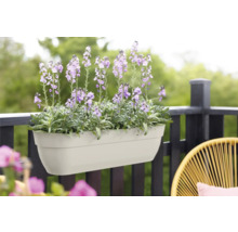 Blumenkasten mit lila blühenden Blumen am Balkongeländer