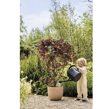 Un enfant arrose un érable dans un pot avec un arrosoir dans le jardin.