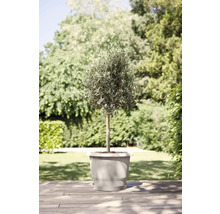 Olivier en pot pour le jardin