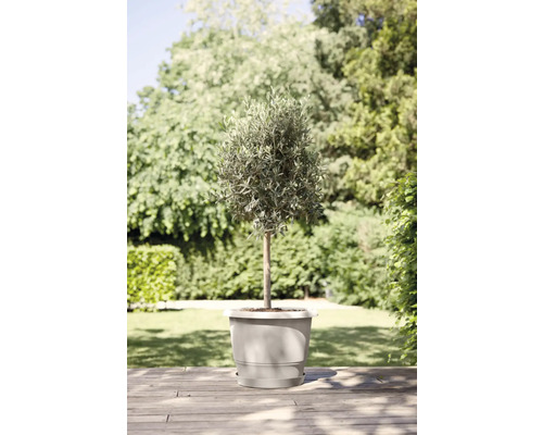 Olivier en pot pour le jardin