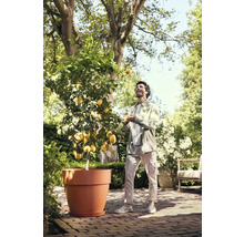 Ein Mann jongliert mit Zitronen neben einem Zitronenbaum im Topf im Garten.