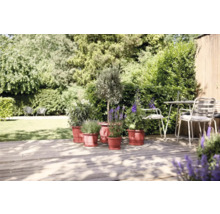 Gartenambiente mit Kübelpflanzen auf Holzterrasse und Sitzgruppe