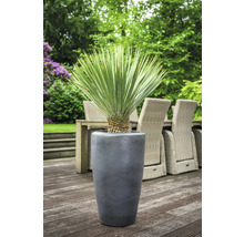 Yucca Palme in einem grauen Pflanzkübel im Aussenbereich