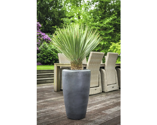 Yucca Palme in einem grauen Pflanzkübel im Aussenbereich