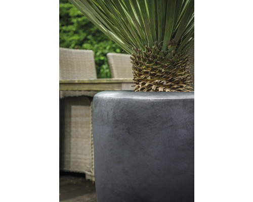 Pflanze in einem Pflanzgefäß im Garten