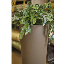 Faux-cerf vert dans un pot de fleurs.
