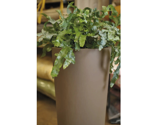 Faux-cerf vert dans un pot de fleurs.