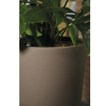 Monstera plante d'intérieur dans un pot