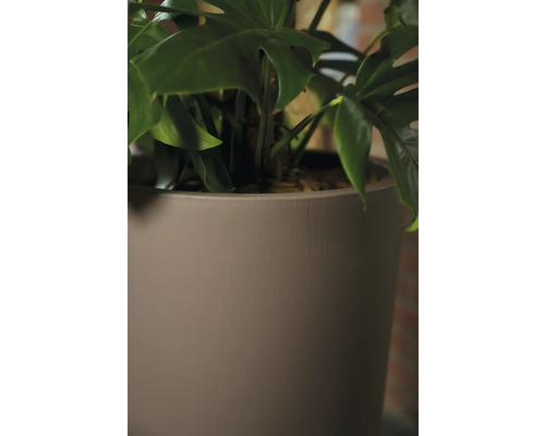 Monstera plante d'intérieur dans un pot
