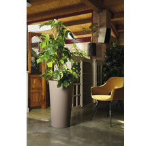 Intérieur avec un Monstera dans un grand pot de fleurs et un fauteuil