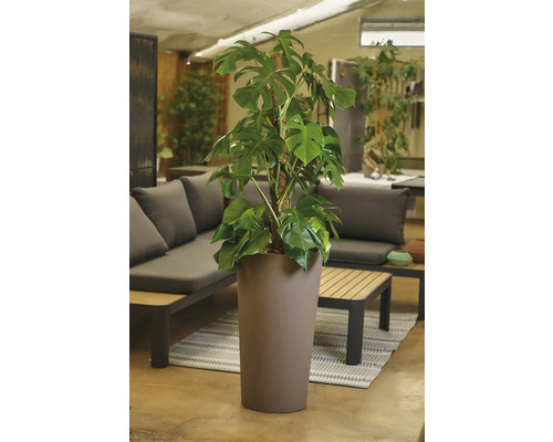 Monstera plante d'intérieur dans un grand pot, placé dans un espace de vie