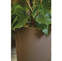 Monstera plante d'intérieur dans un pot
