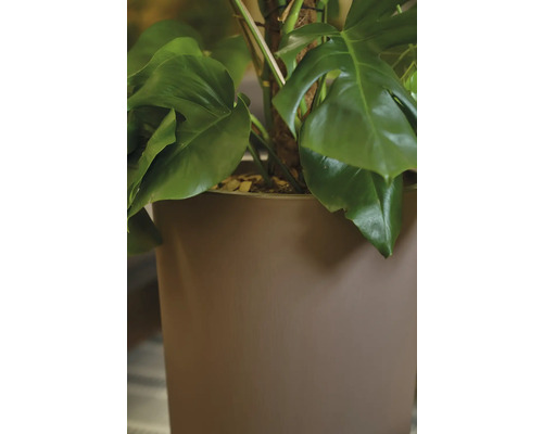 Monstera plante d'intérieur dans un pot