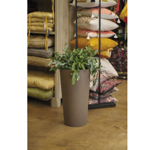 Plante d'intérieur dans un pot en plastique