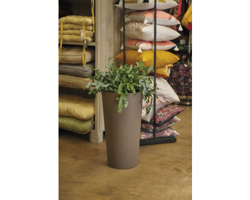 Plante d'intérieur dans un pot en plastique