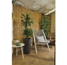 Intérieur avec plante d'intérieur dans un pot de fleurs sombre, un fauteuil en corde avec des coussins et une table d'appoint avec décoration.