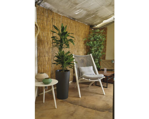 Intérieur avec plante d'intérieur dans un pot de fleurs sombre, un fauteuil en corde avec des coussins et une table d'appoint avec décoration.