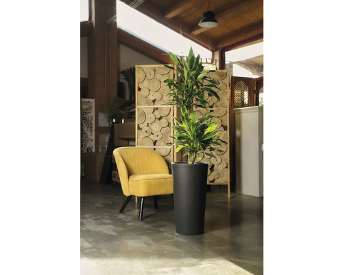 Plante d'intérieur décorative dans un pot noir à côté d'un fauteuil