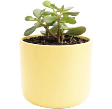 Plante d'intérieur dans un pot jaune