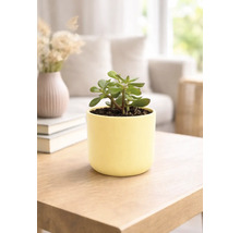 Arbre de Jade dans un pot jaune sur une table en bois
