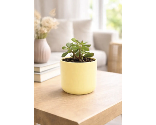 Arbre de Jade dans un pot jaune sur une table en bois