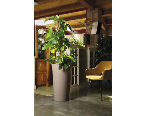 Innenraum mit Monstera Deliciosa im Pflanzgefäß